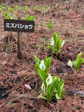 「那須 花と体験の森」　 森に水芭蕉が咲いています
