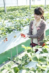 那須高原農園　いちごの森